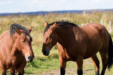 Obraz premium 北海道の馬 