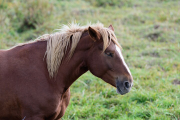 Fototapeta premium 北海道の馬 