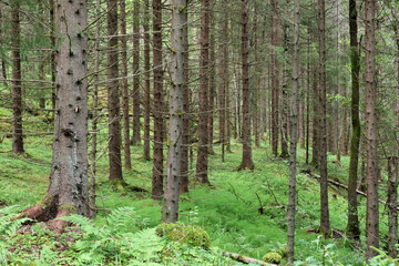 In the forest.