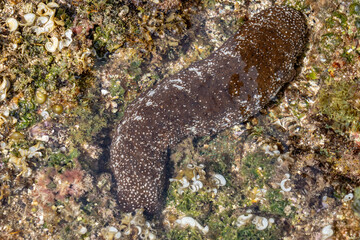 Actinopyga varians, the Pacific white-spotted sea cucumber or Hawaiian sea cucumber, is a species of sea cucumber in the family Holothuriidae. Poipu Beach Park，Kauai, Hawaii