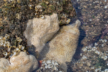 Palythoa tuberculosa is a species of cnidarian in the family Sphenopidae. Commonly forms extensive mats in areas exposed to surge.  Polyps usually closed when the ocean is rough.  Poipu Beach Park