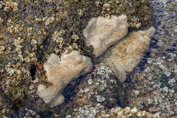 Palythoa tuberculosa is a species of cnidarian in the family Sphenopidae. Commonly forms extensive mats in areas exposed to surge.  Polyps usually closed when the ocean is rough.  Poipu Beach Park