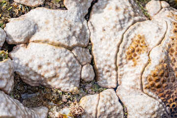 Palythoa tuberculosa is a species of cnidarian in the family Sphenopidae. Commonly forms extensive mats in areas exposed to surge.  Polyps usually closed when the ocean is rough.  Poipu Beach Park