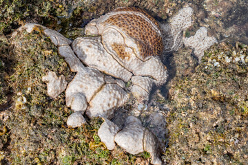 Palythoa tuberculosa is a species of cnidarian in the family Sphenopidae. Commonly forms extensive mats in areas exposed to surge.  Polyps usually closed when the ocean is rough.  Poipu Beach Park