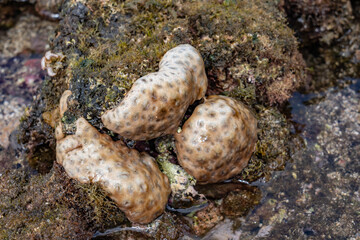 Palythoa tuberculosa is a species of cnidarian in the family Sphenopidae. Commonly forms extensive mats in areas exposed to surge.  Polyps usually closed when the ocean is rough.  Poipu Beach Park