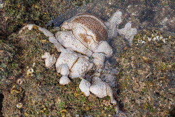 Palythoa tuberculosa is a species of cnidarian in the family Sphenopidae. Commonly forms extensive mats in areas exposed to surge.  Polyps usually closed when the ocean is rough.  Poipu Beach Park
