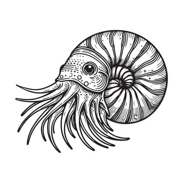 recommend clip art: Line art of nautilus cartoon vector illustration