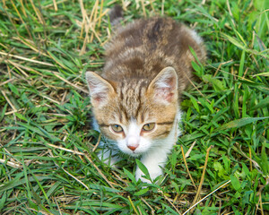 A little cat is hiding in the grass. Domestic cat walking in a meadow.