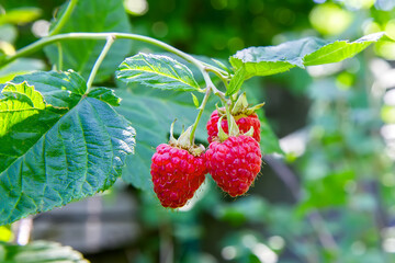 Raspberries in the garden. A sprig with raspberries. Three raspberries close-up.