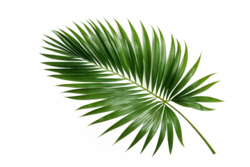 Tropical green palm leaf cut out