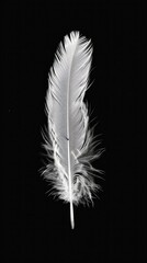 a hyperrealist feather straight up and down, white on black