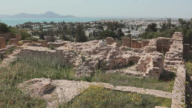 Nestled on Byrsa Hill, ruins of Punic Quarter in Carthage bathed in sunlight, highlighting contrast between ancient stones and lush greenery setting against backdrop of modern city