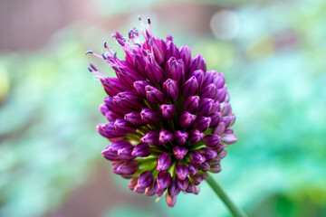 A round-headed garlic bloom up close.