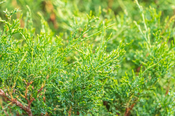 Bright green juniper branches illuminated by the sun. Juniper bush in autumn.