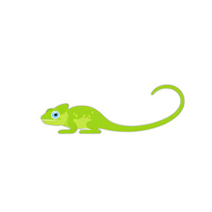 Fototapeta premium Lizard Green Cute Animal Reptile