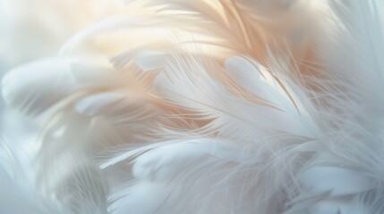 Obraz premium A close-up of soft, white feathers under gentle lighting, creating a serene and delicate texture in a dreamy setting.