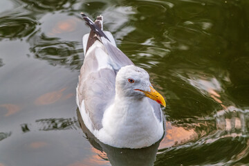 Seagull, The European herring gull, swims in the sea