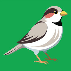 Obraz premium sparrow birds color style white illustrator file eps