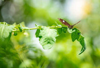 Papillon sur feuille de Tomates