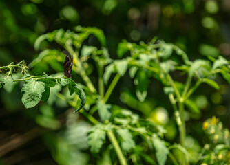 Papillon sur plant de tomates