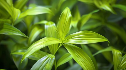Closeup of Lush Green Leaves