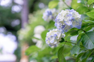青と白の紫陽花
