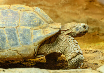 African spurred tortoise (Centrochelys sulcata) or sulcata tortoise