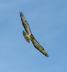 common buzzard (Buteo buteo) in flight