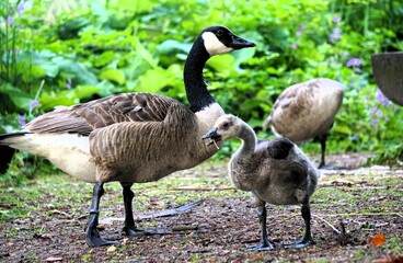 A family of geese, including an adult and goslings, standing on the ground in a lush green park