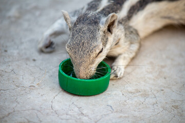 thirsty squirrel drinking  clean water