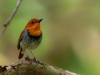 Fototapeta premium 森の中で静かに枝に留まっているコマドリの雄