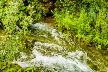 A small stream flows through dense greenery and plants in a forest setting, in Croatia