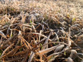 Dew on the grass. Wet grass in the morning.