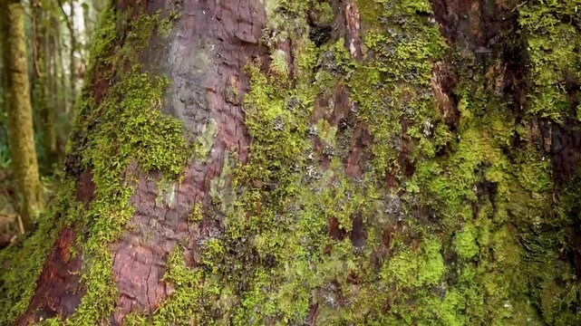 Moss and Lichen on Tree Trunk