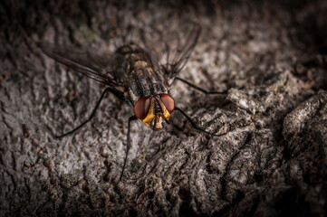 Close up of a fly on a tree in nature. Macro photography