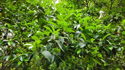 Close up of leaves of mangosteen fruit on tree at Mang Thit town, Vinh Long province, Mekong Delta Vietnam. Garden, tree, branches, green leaves concept.