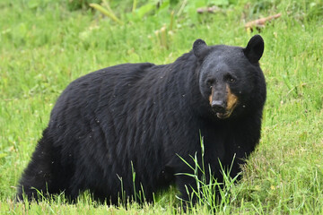 Obraz premium A very large black bear (Ursus Americanus) is swarmed by mosquitoes in a grassy field near Anchorage, Alaska.