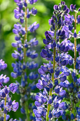 Arctic Lupine (Lupinus arcticus) blooming on an Alaska hillside.