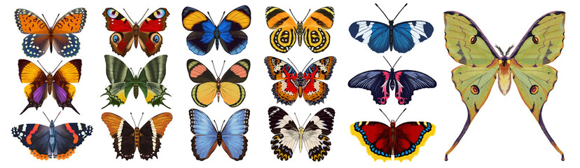 Beautiful Realistic Butterflies and Moth on White Background