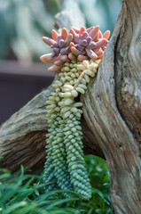 Close-up of a Burro's Tail, Sedum morganianum, succulent draping over a piece of weathered wood....