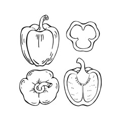 Set of bell pepper. Hand drawn vector illustration.