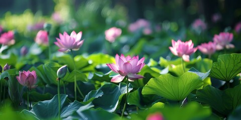 Fototapeta premium The image is a beautiful close-up of a pink lotus flower in a pond