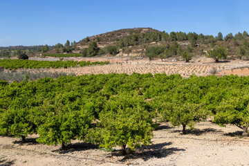 Orange tree plantations in the province of Valencia. Spain.