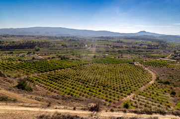 Orange tree plantations in the town of Montroi in the Ribera Alta region. Valencia, Spain.