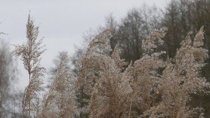 reeds swaying in the cold wind