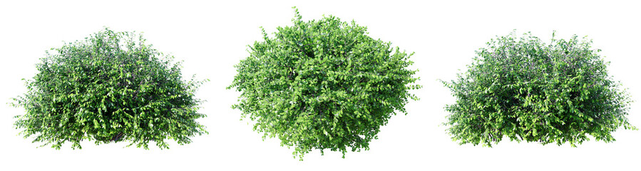 Euonymus isolate transparent background.3d rendering