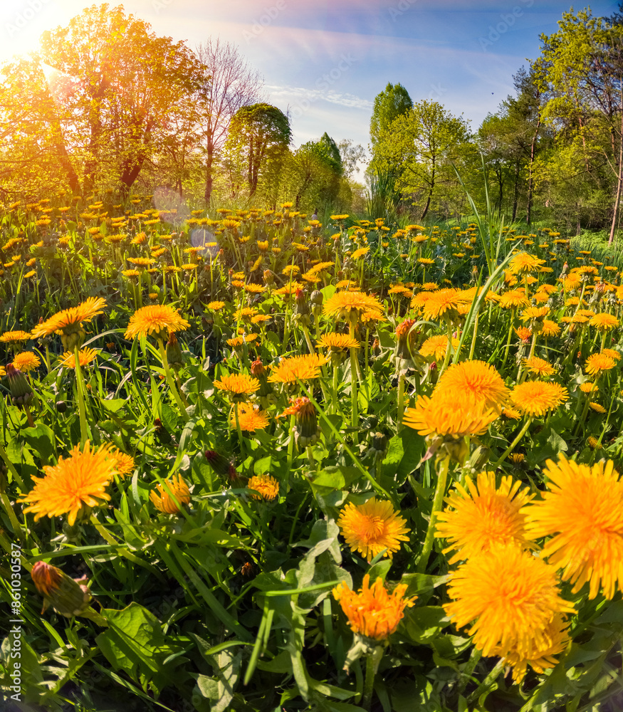 Fototapete Perfect morning view of blooming yellow dandelion (Taraxacum officinale) flowers. Wonderful spring sunrise in botanical garden at April. Beautiful floral background.