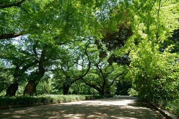 新緑が美しい都市公園