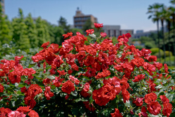 真紅のバラと高層ビル群