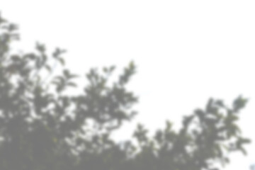 Leaves shadow and tree branch isolated on transparent background. Natural leaves tree branch dark...